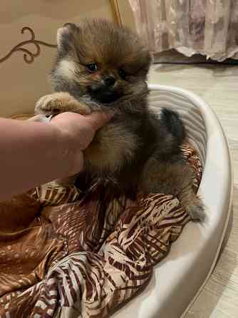 Щенки померанского шпица Донецк