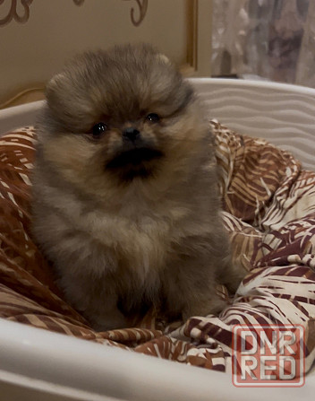 Щенки померанского шпица Донецк - изображение 2