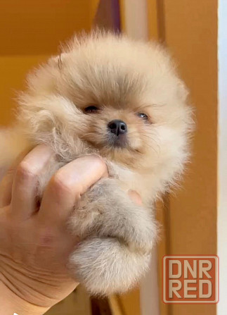 Щенки померанского шпица Донецк - изображение 1