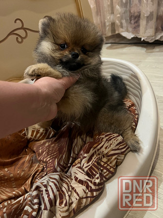 Щенки померанского шпица Донецк - изображение 3