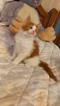 Мейн-кун. Мальчик. Донецк