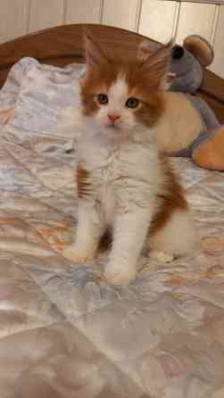 Мейн-кун. Мальчик. Донецк