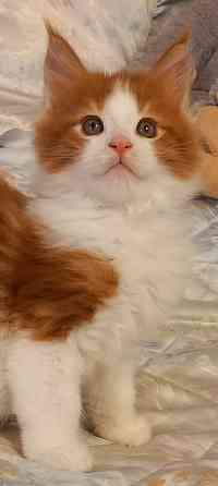 Мейн-кун. Мальчик. Донецк