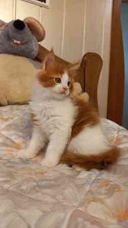 Мейн-кун. Мальчик. Донецк