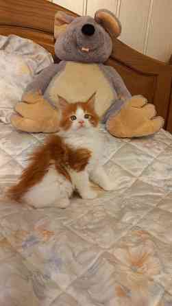 Мейн-кун. Мальчик. Донецк