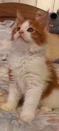 Мейн-кун. Мальчик. Донецк