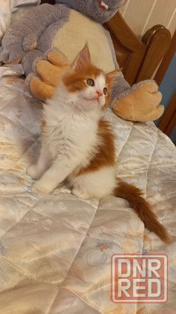 Мейн-кун. Мальчик. Донецк - изображение 6