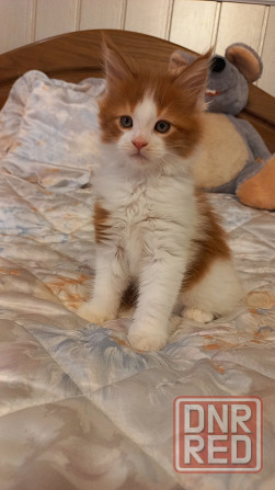 Мейн-кун. Мальчик. Донецк - изображение 4