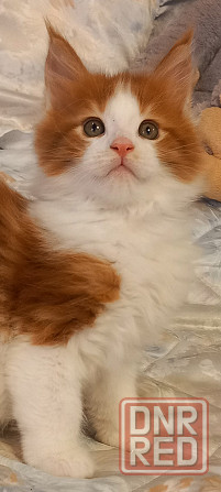 Мейн-кун. Мальчик. Донецк - изображение 3