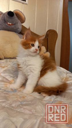 Мейн-кун. Мальчик. Донецк - изображение 5