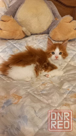 Мейн-кун. Мальчик. Донецк - изображение 7