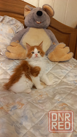 Мейн-кун. Мальчик. Донецк - изображение 1