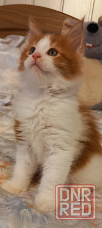 Мейн-кун. Мальчик. Донецк - изображение 2