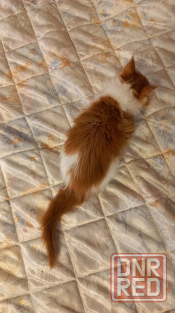 Мейн-кун. Мальчик. Донецк - изображение 8