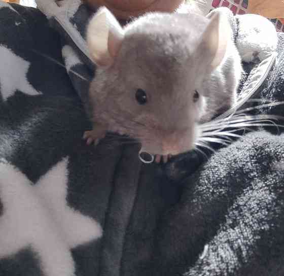 Шиншилла , девочка Макеевка