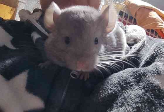 Шиншилла , девочка Макеевка