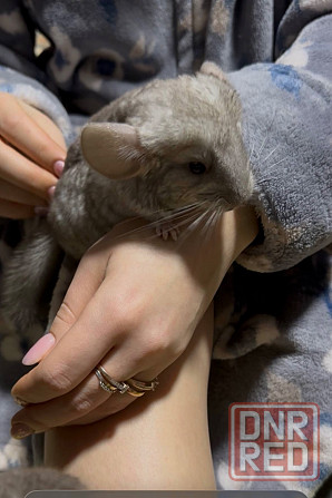 Шиншилла Макеевка - изображение 1