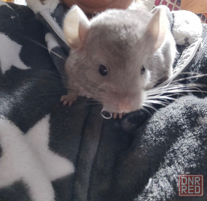 Шиншилла , девочка Макеевка - изображение 1