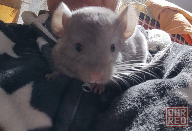 Шиншилла , девочка Макеевка - изображение 2