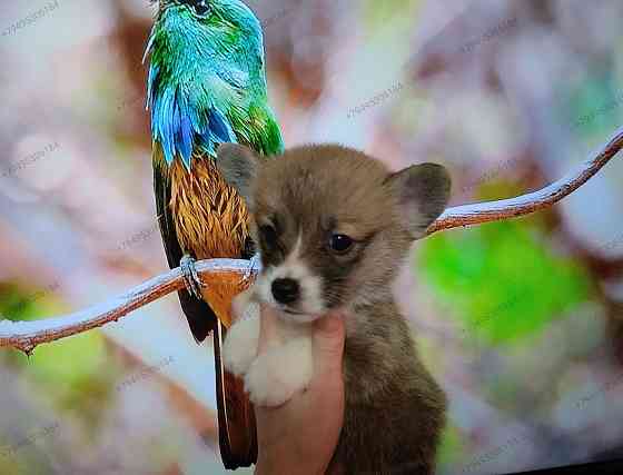 Вельш Корги Пемброк Донецк