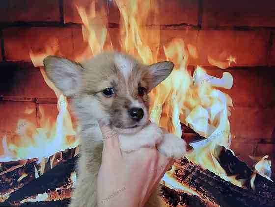 Вельш Корги Пемброк Донецк