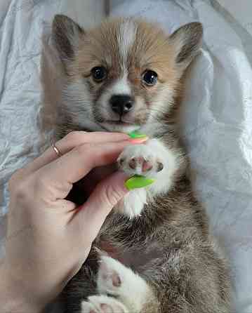 Вельш Корги Пемброк Донецк