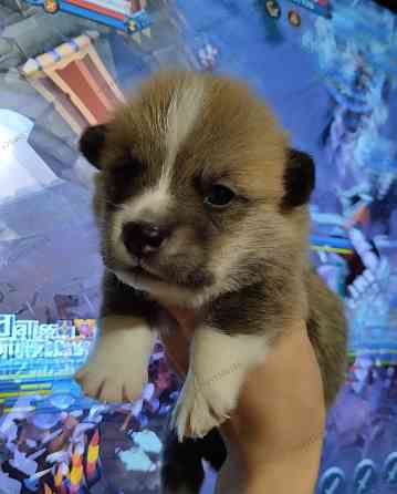 Вельш Корги Пемброк Донецк