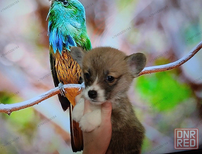 Вельш Корги Пемброк Донецк - изображение 2