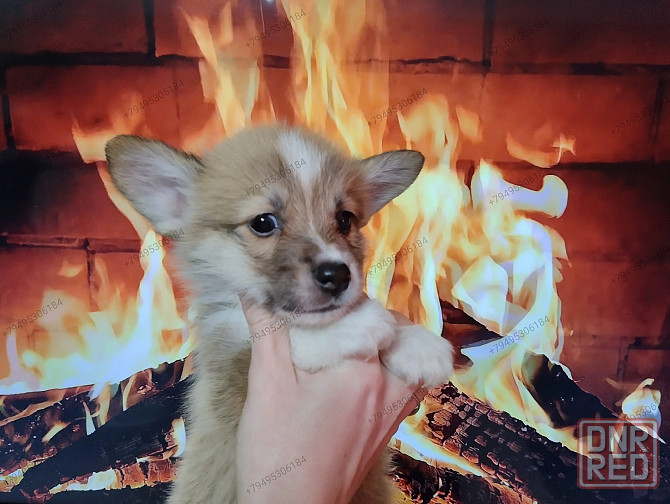 Вельш Корги Пемброк Донецк - изображение 1