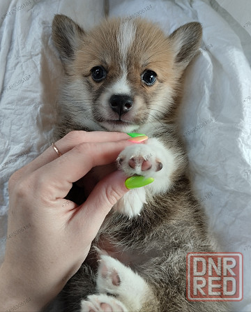 Вельш Корги Пемброк Донецк - изображение 4