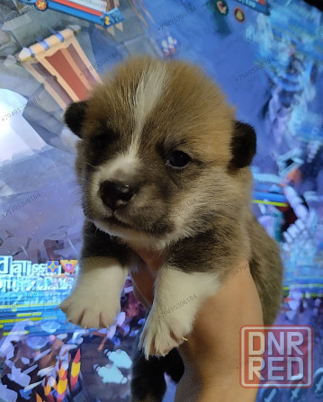 Вельш Корги Пемброк Донецк - изображение 3