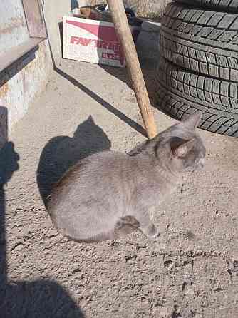 Отдам котёнка в хорошие руки Донецк