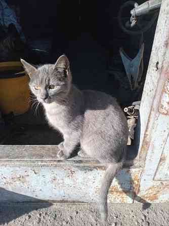 Отдам котёнка в хорошие руки Донецк