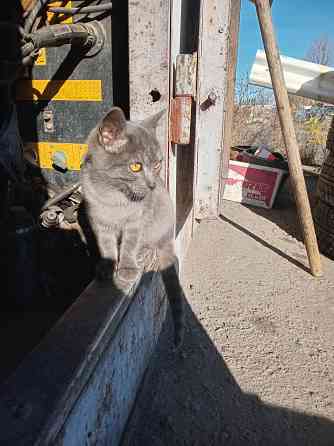 Отдам котёнка в хорошие руки Донецк