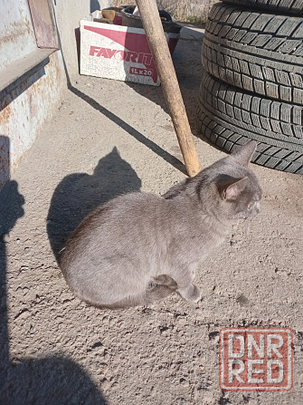 Отдам котёнка в хорошие руки Донецк - изображение 2