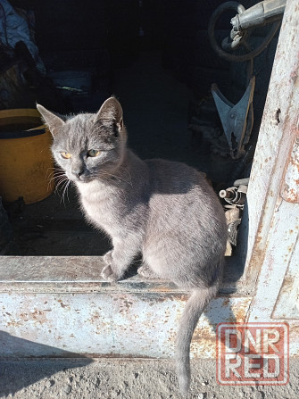 Отдам котёнка в хорошие руки Донецк - изображение 1