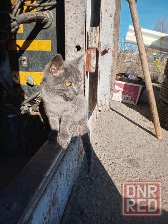 Отдам котёнка в хорошие руки Донецк - изображение 3