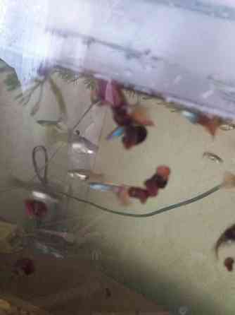 Продам улитки катушки Донецк