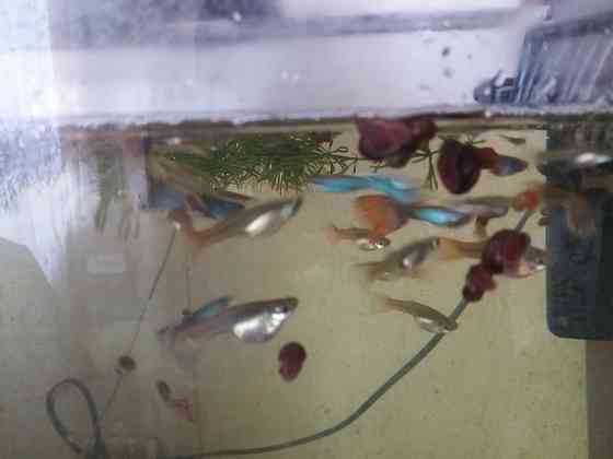 Продам улитки катушки Донецк