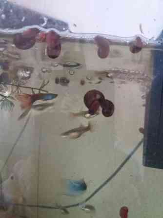 Продам улитки катушки Донецк