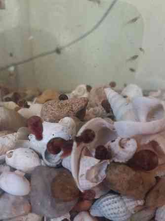 Продам улитки катушки Донецк