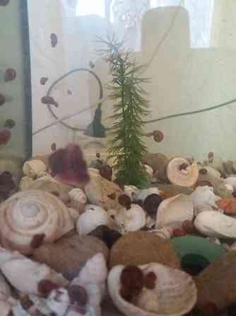 Продам улитки катушки Донецк