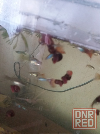 Продам улитки катушки Донецк - изображение 1