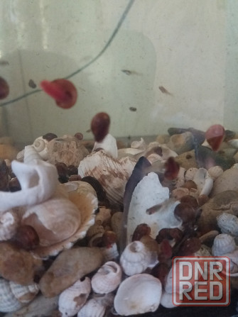 Продам улитки катушки Донецк - изображение 7