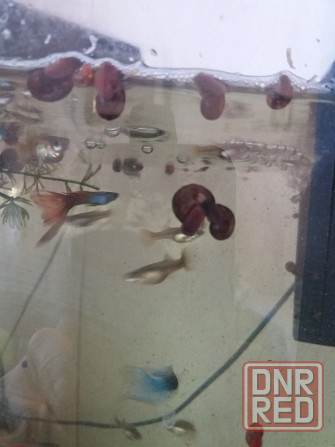 Продам улитки катушки Донецк - изображение 4