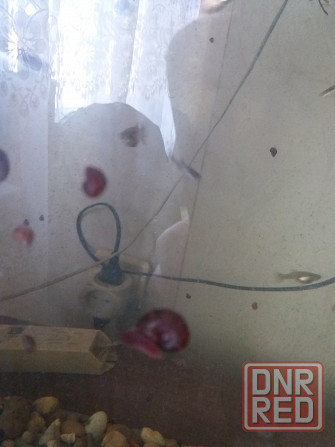 Продам улитки катушки Донецк - изображение 6