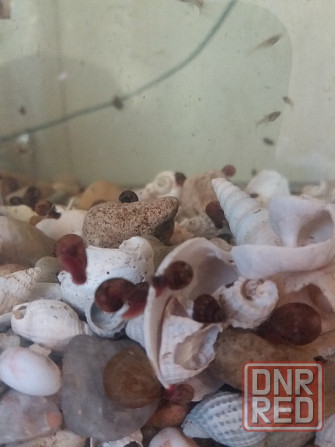 Продам улитки катушки Донецк - изображение 5