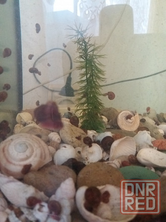 Продам улитки катушки Донецк - изображение 3