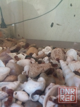 Продам улитки катушки Донецк - изображение 8