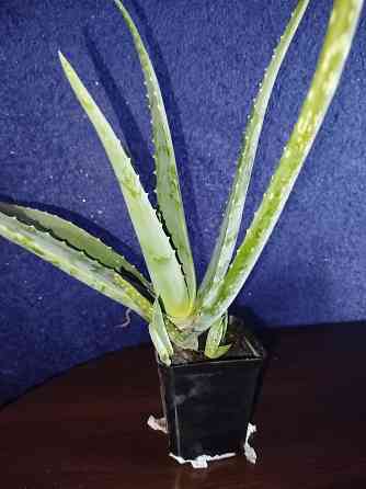 Комнатный цветок Алое вера недорого Донецк